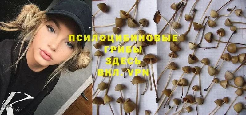 Галлюциногенные грибы MAGIC MUSHROOMS  купить наркоту  Лихославль 